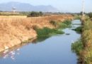 Fenicotteri nel ponte di via Coghe ad Assemini