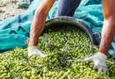 Elmas. Raccolta delle olive di proprietà comunale per il quinquennio 2026/2031