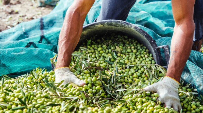 Elmas. Raccolta delle olive di proprietà comunale per il quinquennio 2026/2031